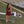 Cheer Uniform Set- Maroon