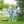 Mallard Embroidery Pants Set