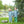Mallard Embroidery Pants Set