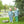 Mallard Embroidery Pants Set