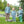 Mallard Embroidery Pants Set