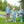 Mallard Embroidery Pants Set
