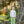 Tucker Pullover Set- Khaki Gingham/Sage