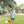 Tractor Trail Short Set