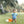 Tractor Trail Bubble