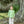Miller Pant Set- Khaki Gingham/Sage