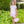 Boo Scalloped Short Set