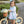 Lucille Bloomer Set- Light Blue Bitty Dot