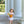 Hidden Castle Bloomer Set