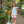 Mary Margaret Short Set- Mint Stripe/Light Pink