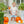 Pumpkin Patch Short Set
