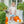 Pumpkin Patch Short Set