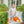 Pumpkin Patch Short Set