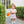 Pumpkin Patch Scalloped Bubble