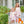 Pumpkin Patch Ruffle Bloomer Set