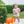 Pumpkin Floral Bubble