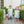 Pumpkin Rowe Banded Short Set