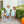 Pumpkin Rowe Bloomer Set