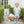 Pumpkin Rowe Banded Short Set