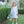 Vineyard Blooms Dress