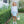 Vineyard Blooms Skort Set